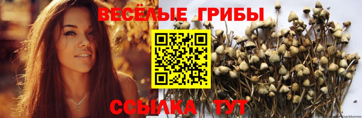 дарнет шоп  Вход с VPN  Кузнецк  Галлюциногенные грибы Cubensis 